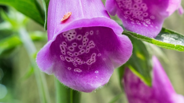 Close-up of purple flowers