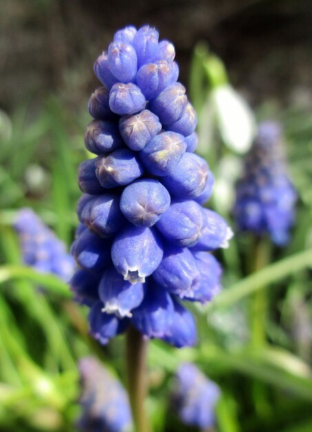 Photo close-up of purple flowers