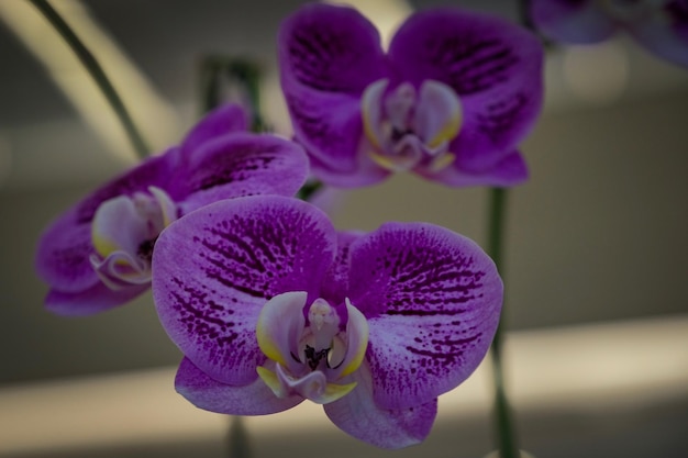 Close-up of purple flowers