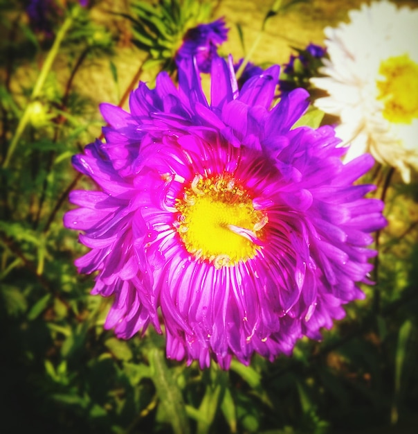 Close-up of purple flowers