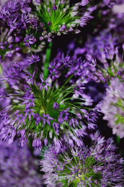 Close-up of purple flowers