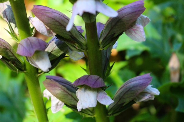 Photo close-up of purple flowers