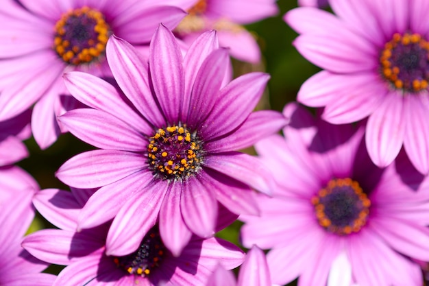 Photo close-up of purple flowers