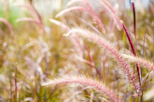 Close up of purple fountain grass