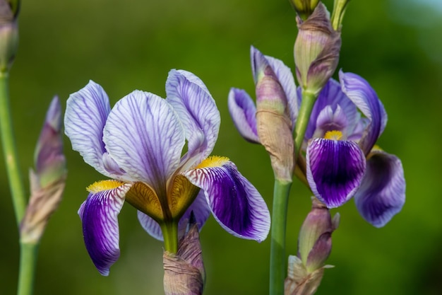 Close up of purple iris flowers in bloom