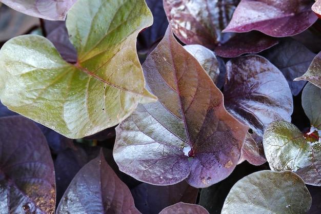 A close up of purple leaves of a plant with the leaves of the plant.