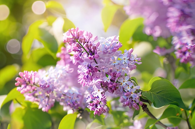 A close up of a purple lilac bush with the word lilac on it