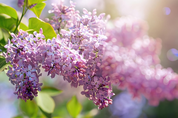 A close up of purple lilac flowers with the sun shining through the leaves