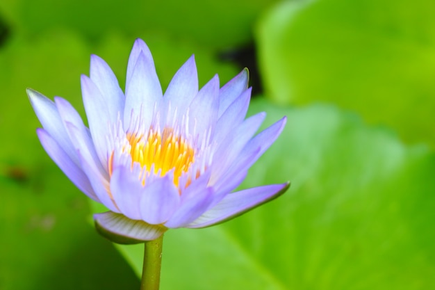 Close-up purple lotus have yellow pollen in pond on green lotus leaves background