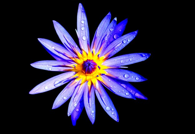 Close up of Purple lotus with water droplets on black background