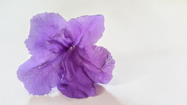 Close up of a purple mexican petunias flower or ruellia simplex on white background