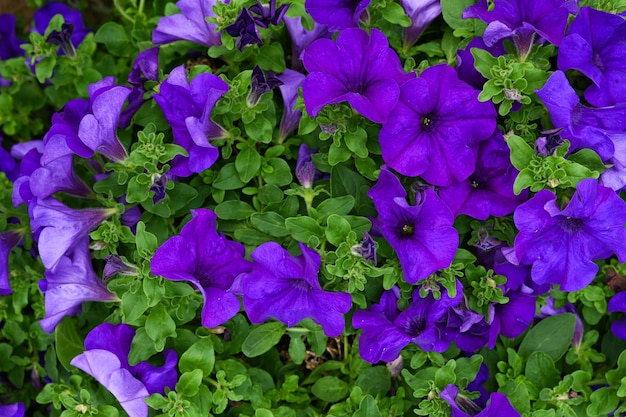 Close up of purple petunias blooming Beautiful decorative plants flower Petunia Growing flowers