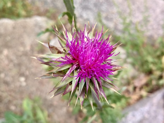 Close-up of purple thistle flower