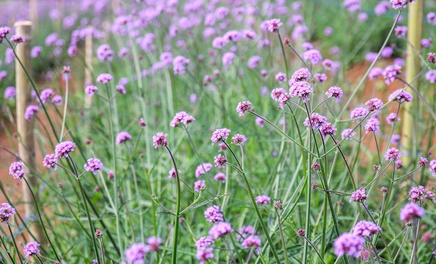 Close up of purple Verbena flowers in the garden