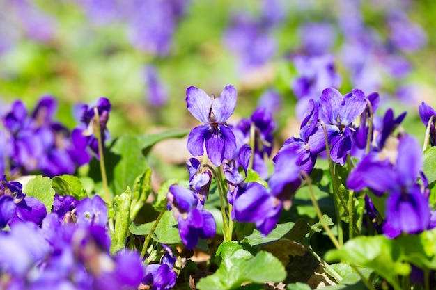 A close up of purple violets in a garden