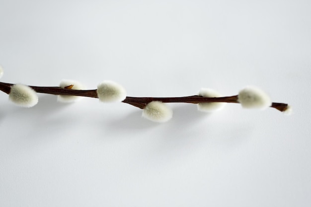 close up of pussy willow branch on white