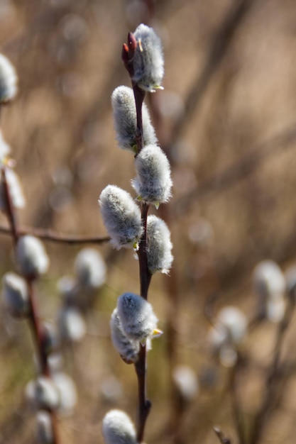 Close-up of the pussy willow branches at early spring