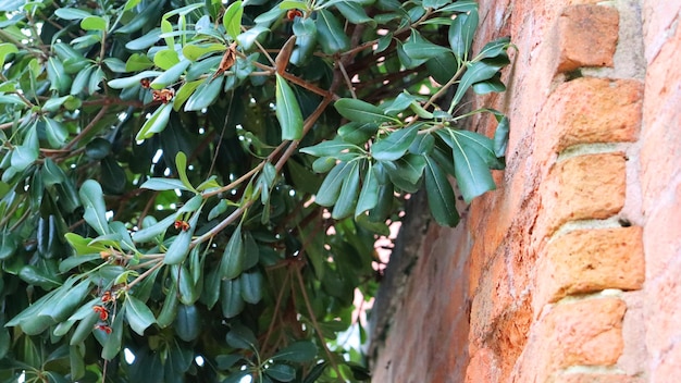 Close up Pyracantha on brick wall in garden concept photo Blooming tree on street