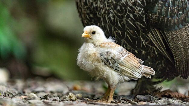 Close up of a qute chick Sochi Russia