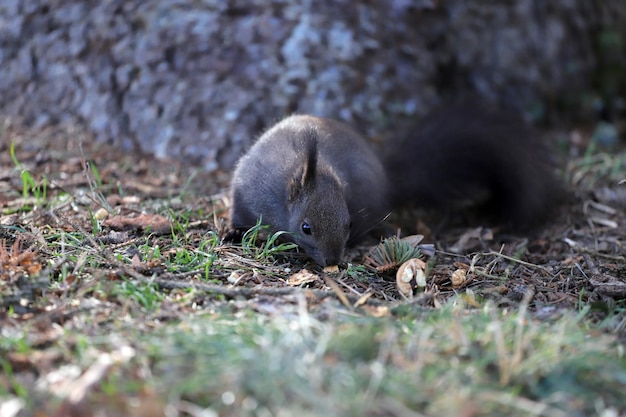 Photo close-up of a rabbit on field