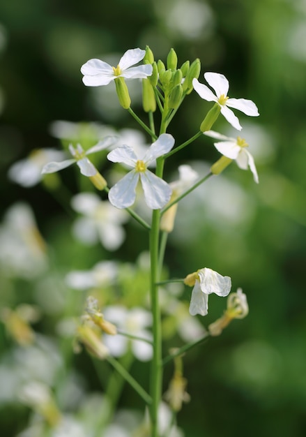 Close up of radish flower in nature