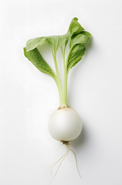 a close up of a radish head with a white background