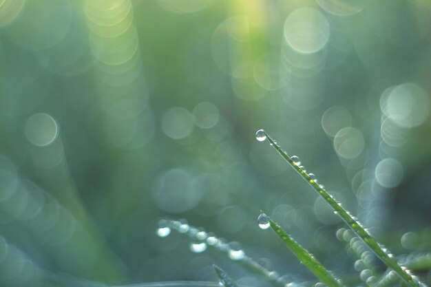 Photo close-up of raindrops on leaf