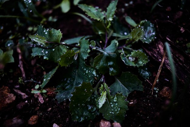 Photo close-up of raindrops on leaves