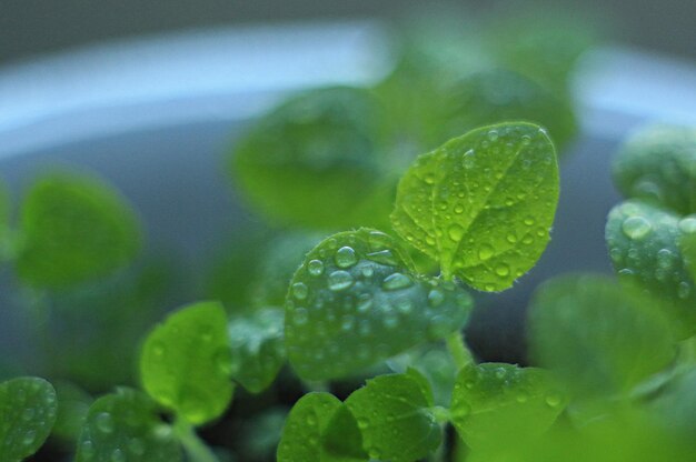 Close-up of raindrops on leaves