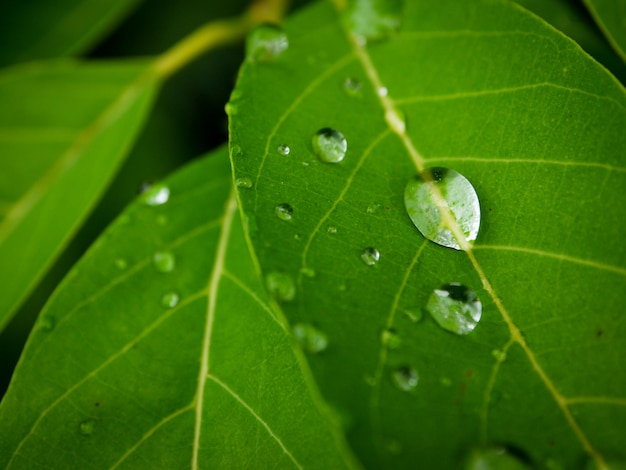 Close-up of raindrops on leaves