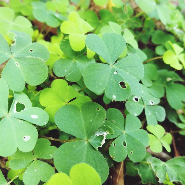 Close-up of raindrops on leaves