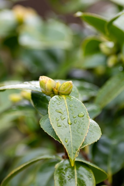 Photo close-up of raindrops on leaves