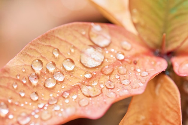 Close-up of raindrops on pastel salmon-pink leaves as wallpaper, symbol of natural fragrance