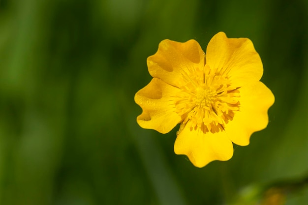 Close up of Ranunculus arvensisas known as the corn buttercup with Bright yellow flowering is a plant species