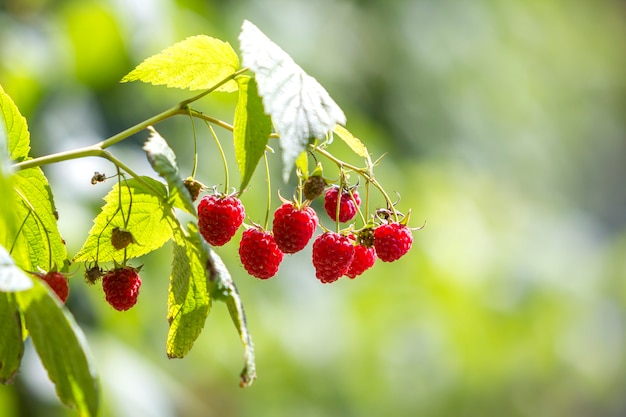 Close-up of raspberries with green leaves.