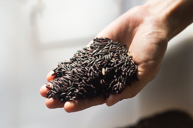 Close up raw purple Rice berry in hand.