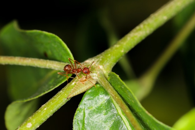 Close up red ant on green laef in nature at thailand