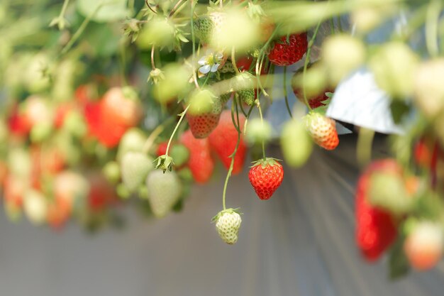 Photo close-up of red berries growing on tree