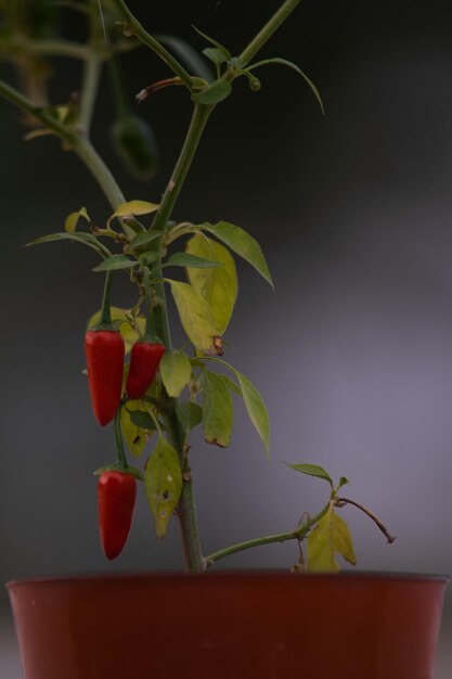 Photo close-up of red berries on plant