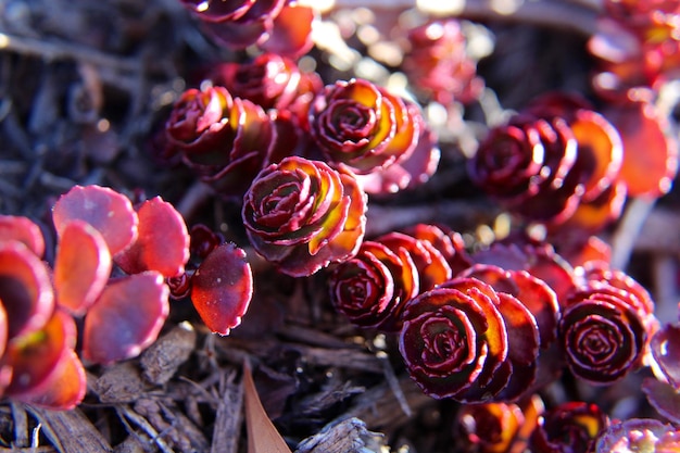 Photo close-up of red berries