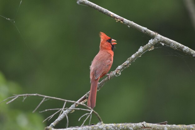 Close-up of red bird perching on branch