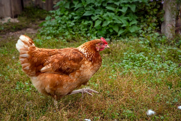 A close-up red chicken walks through the village...