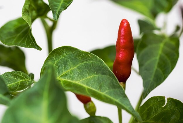 Photo close-up of red chili peppers on plant