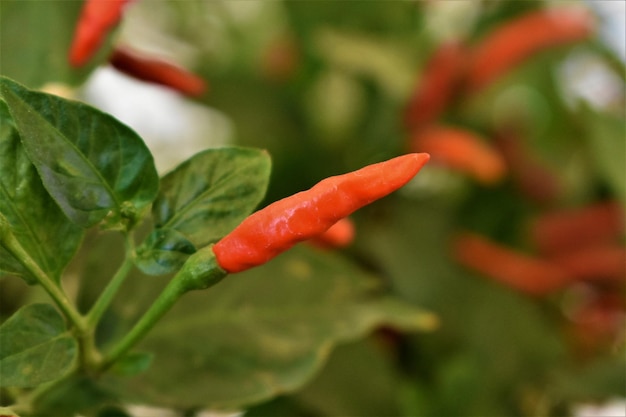 Photo close-up of red chili peppers on plant