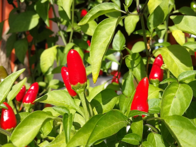 Photo close-up of red chili peppers on plant