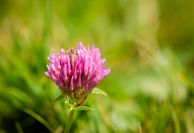 Close-up of red clover illuminated by the rays of the sun Trifolium pratense