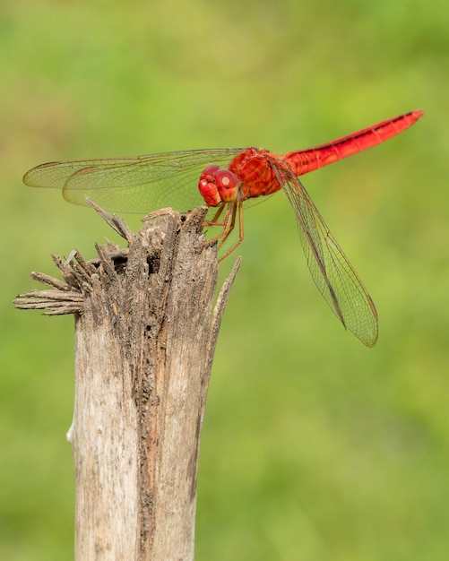 Close up of red dragonfly with blurred nature background