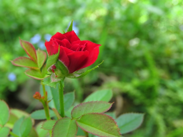 Close-up of red flower blooming outdoors