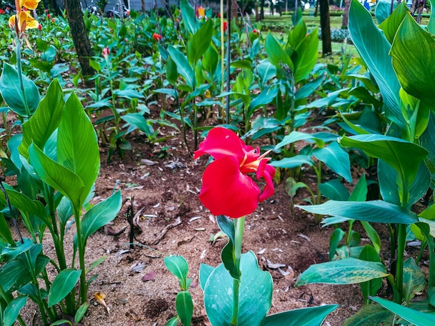 Close up of red flower in the flower garden background beautiful nature toning spring nature design