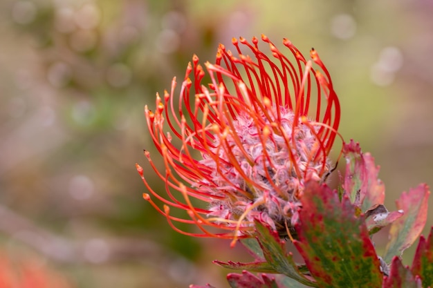 Close up of red flower head of a leucospermum in the garden at Hawaii